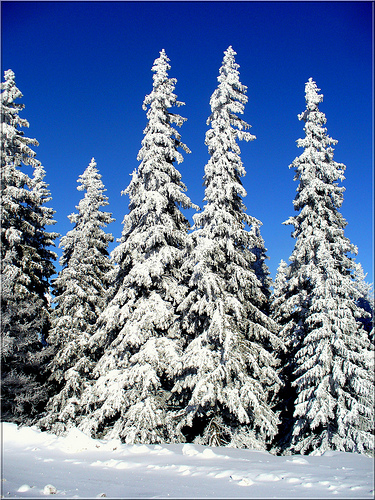 Bulgarian Christmas Traditions